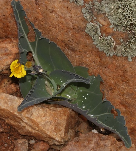 Image of Othonna macrophylla by (c) Brian du Preez, some rights reserved (CC BY-SA)