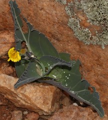 Othonna macrophylla