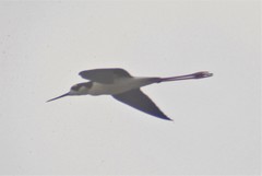 Himantopus mexicanus mexicanus