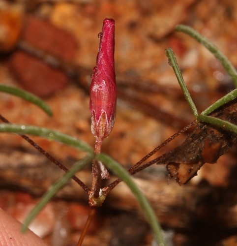 Image of Spiral Sorrel (Oxalis helicoides) by (c) Brian du Preez, some rights reserved (CC BY-SA)