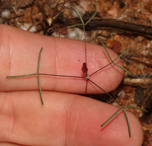 Image of Spiral Sorrel (Oxalis helicoides) by (c) Brian du Preez, some rights reserved (CC BY-SA)