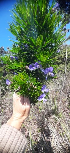 Psoralea pinnata iNat (2)
