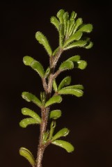 Oxalis crocea