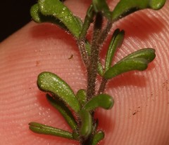 Oxalis crocea