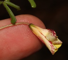 Oxalis crocea