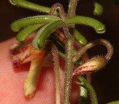 Oxalis crocea