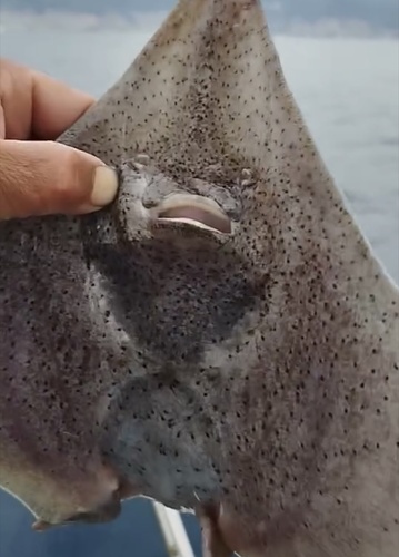 Longnosed skate (Dipturus oxyrinchus) — Rajidae — 2