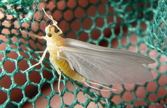 Ephemerella dorothea