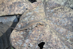 Sceloporus unicanthalis