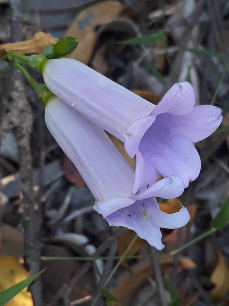 Calolisianthus amplissimus