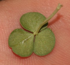 Oxalis sonderiana