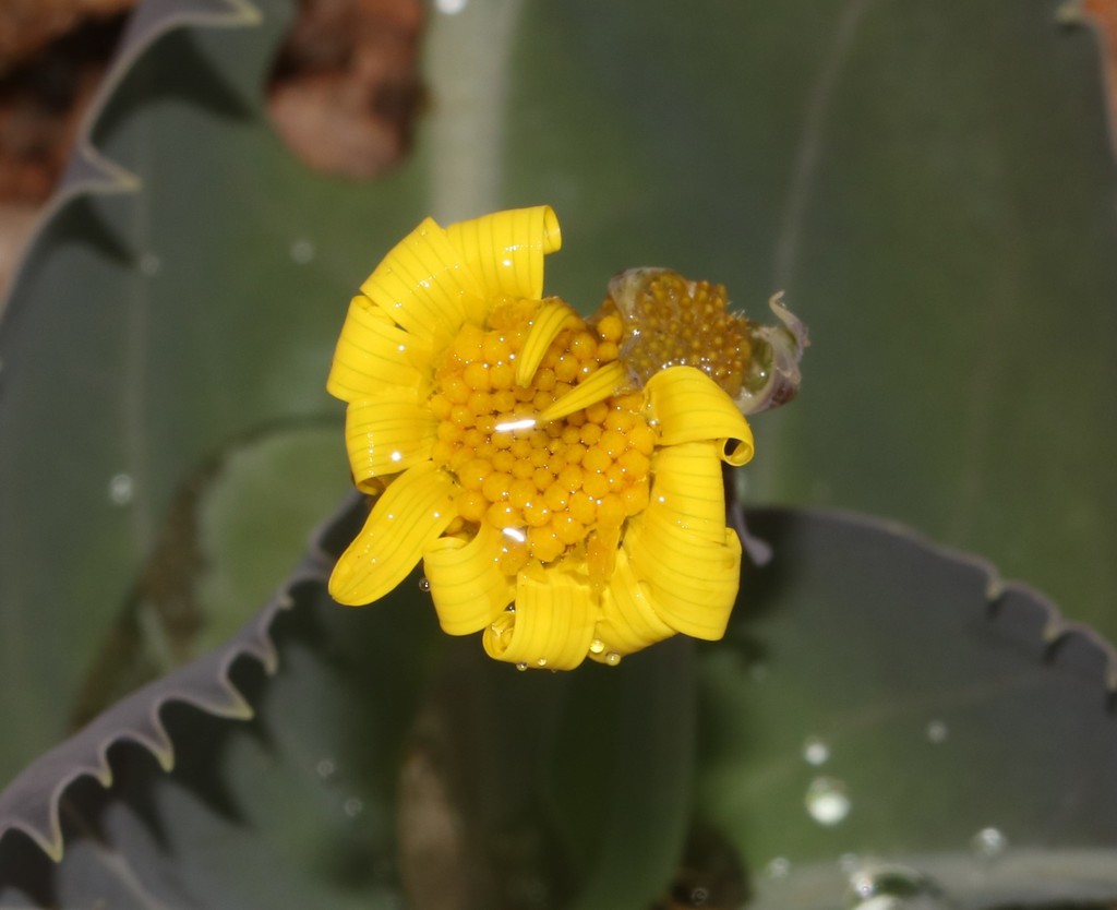 Othonna macrophylla, Namakwa, South Africa