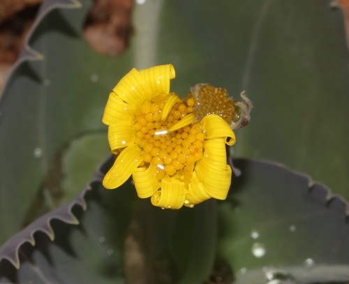 Othonna macrophylla