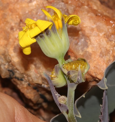 Image of Othonna macrophylla by (c) Brian du Preez, some rights reserved (CC BY-SA)