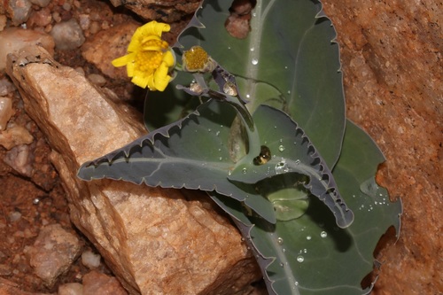 Othonna macrophylla