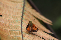 Choranthus vitellius