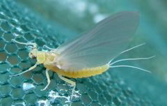 Ephemerella invaria