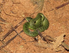 Erythrolamprus typhlus