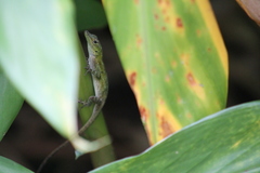 Anolis evermanni