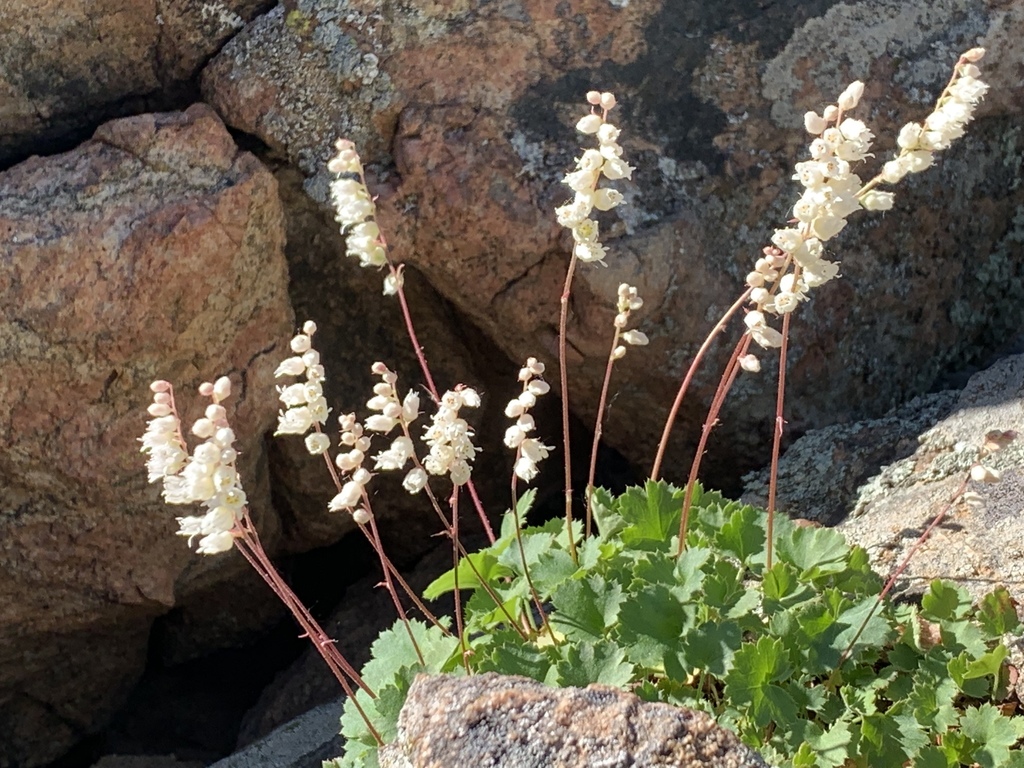 Heuchera sect. Bracteatae
