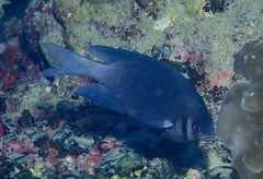 Neoglyphidodon nigroris