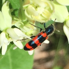 Trichodes nuttalli