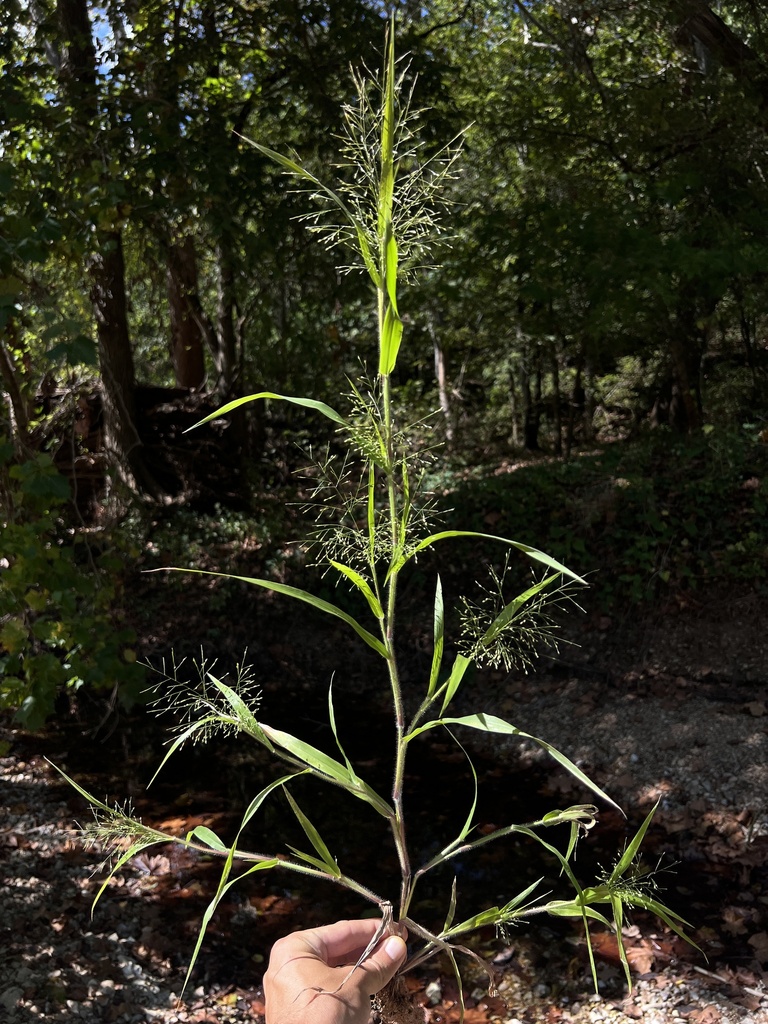 Gattinger's panic grass
