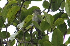 Spindalis portoricensis