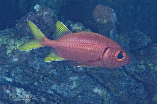 Myripristis chryseres observed 2023-12-19