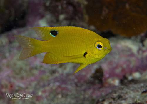 Sulfur Damsel — seen at this dive site