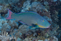 Bicolour Parrotfish photo 2