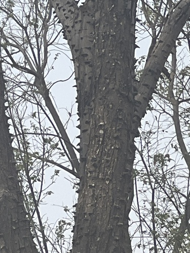 Image of Senegalia nigrescens by no rights reserved
