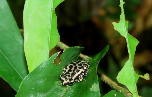 Allophryne ruthveni
