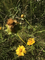 Coreopsis grandiflora