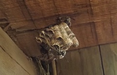 Mischocyttarus pallidipectus