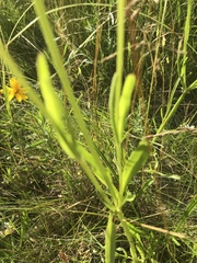 Coreopsis grandiflora