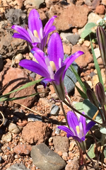 Brodiaea