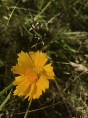Coreopsis grandiflora