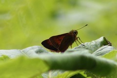 Choranthus borincona