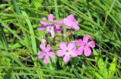 Phlox glaberrima interior