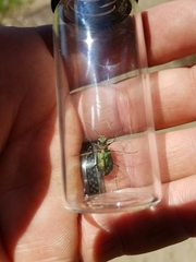 Cicindela depressula