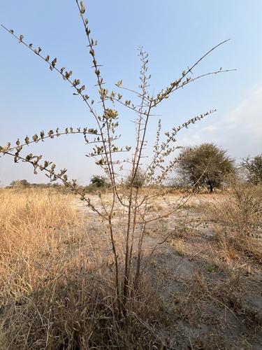 Leadwood (Combretum imberbe)