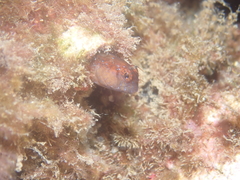 Parablennius rouxi