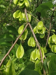 Halesia