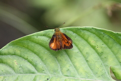 Choranthus borincona