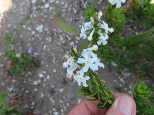 Chascanum cernuum, photograph 3