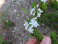 Chascanum cernuum, photograph (c) linkie, some rights reserved (CC BY)