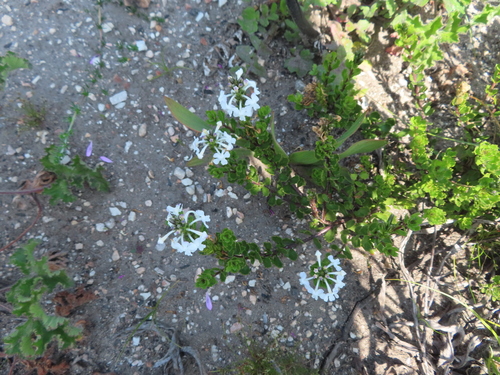 Chascanum cernuum, photograph 4