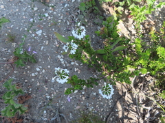 Chascanum cernuum, photograph (c) linkie, some rights reserved (CC BY)
