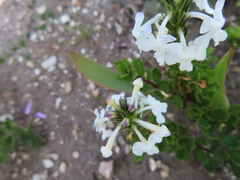 Chascanum cernuum, photograph (c) linkie, some rights reserved (CC BY)